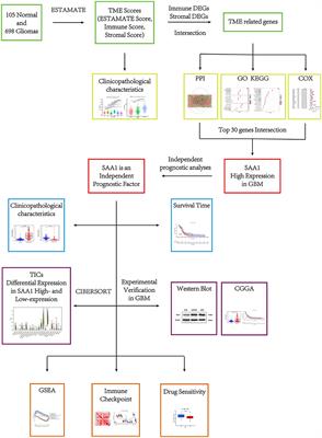 SAA1 Expression as a Potential Prognostic Marker of the Tumor Microenvironment in Glioblastoma